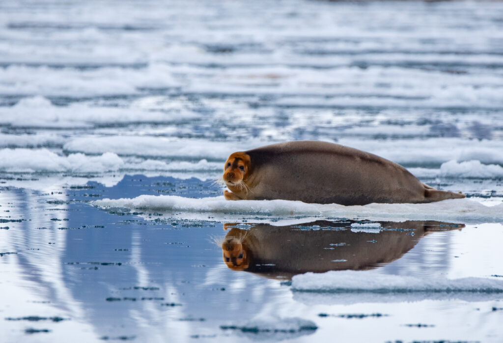 Svalbard Private Exhibition