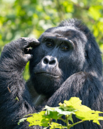 Meet the Gorillas & Primates of Uganda