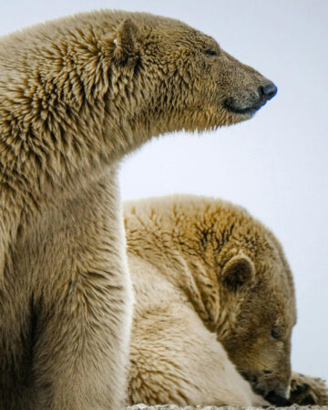 Realm of the Polar Bear