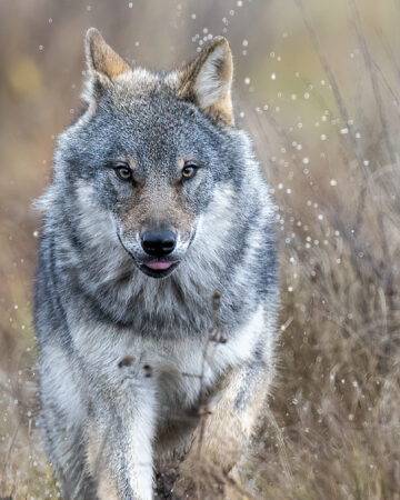 In Search of Yellowstone's Wolves