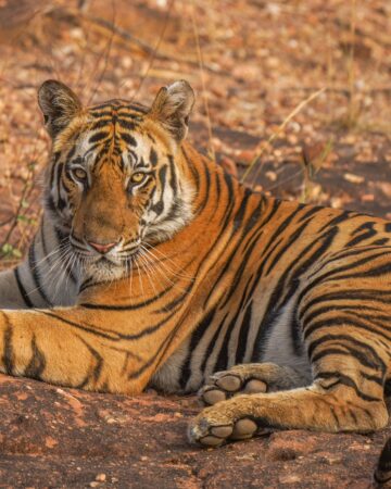 In Search of India's Predators