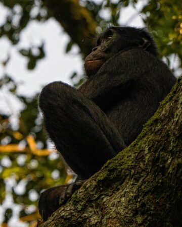 Explore the secret world of the Bonobos in the Congo.