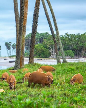 An intimate journey through Gabon’s pristine landscapes