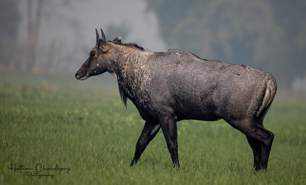 Nepal Wildlife Tour
