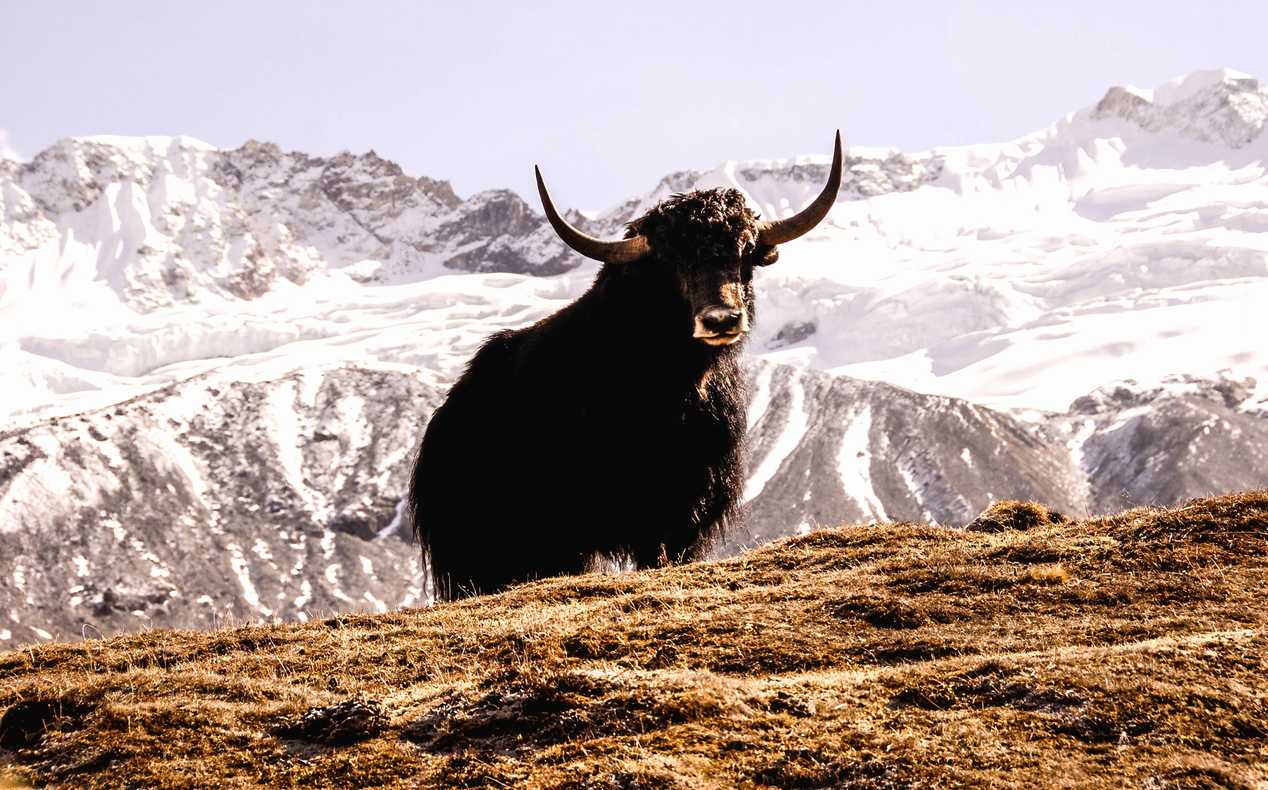 Nepal Wildlife Tour
